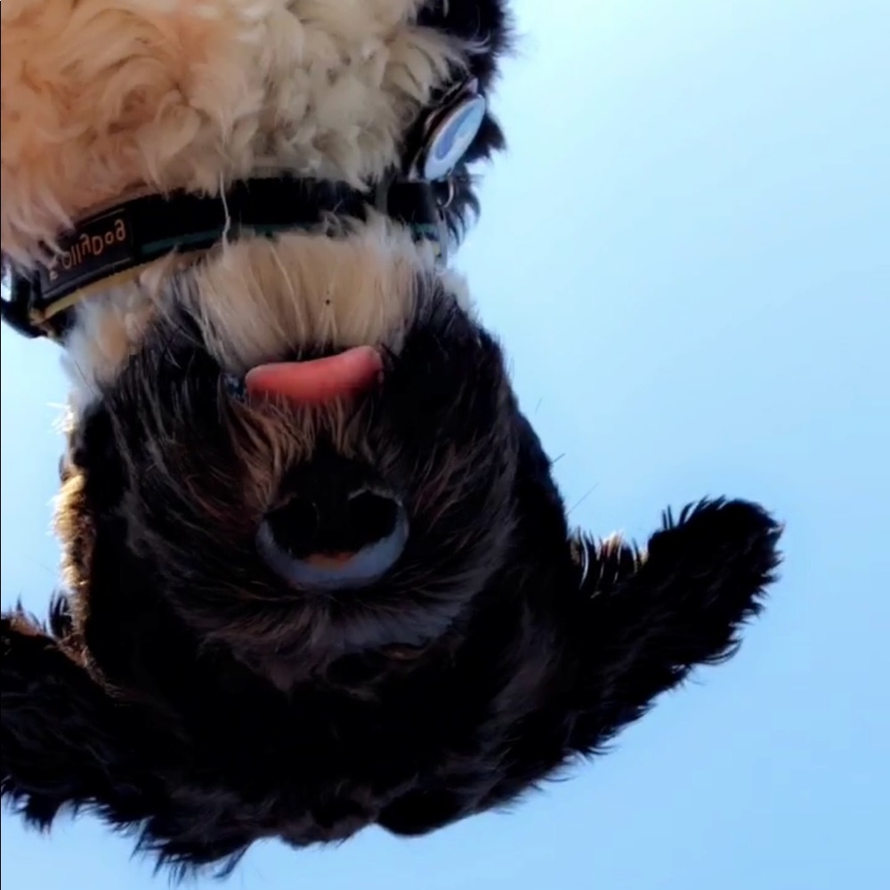 Meet your Posher, Lily